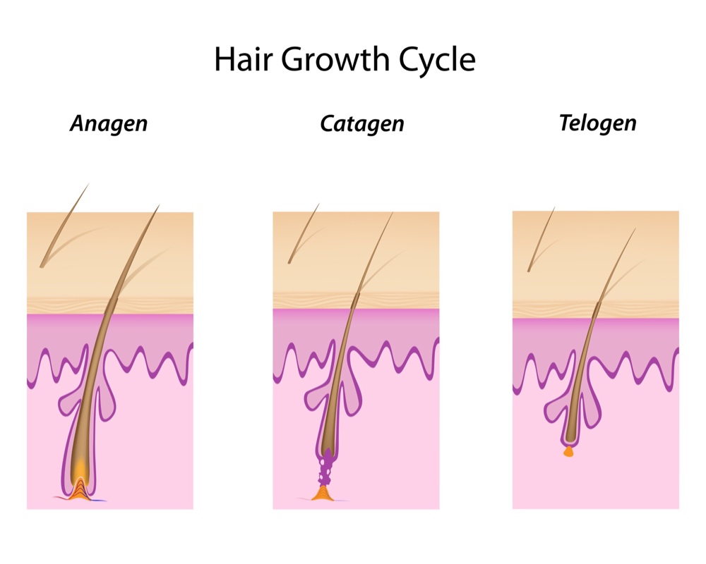 Hair growth cycle